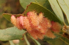 Andricus crystallinus