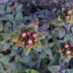 Crassula setulosa setulosa