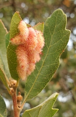 Andricus crystallinus