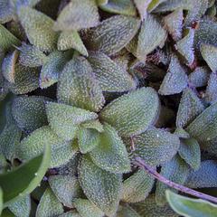 Crassula setulosa setulosa