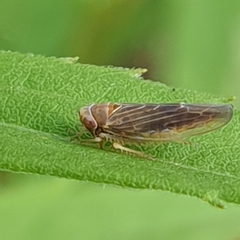 Idiodonus cruentatus