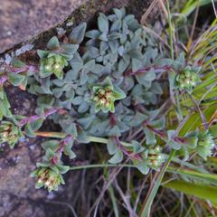 Crassula setulosa setulosa