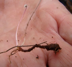 Pelargonium articulatum