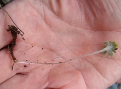 Pelargonium articulatum