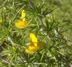 Aspalathus hirta hirta