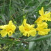 Astianthus viminalis - Photo (c) nasua, μερικά δικαιώματα διατηρούνται (CC BY-NC), uploaded by nasua