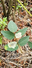 Anarsioses aberrans