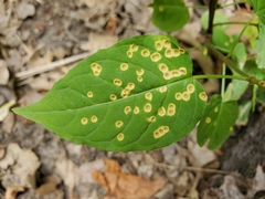 Puccinia circaeae