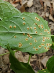 Puccinia circaeae