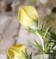 Aspalathus hirta hirta