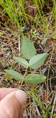 Anarsioses aberrans