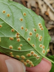Puccinia circaeae