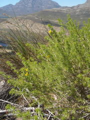 Aspalathus hirta hirta