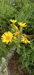 Senecio selloi