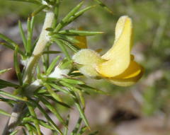 Aspalathus hirta hirta