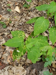 Puccinia circaeae