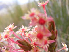 Struthiola macowanii