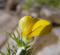 Aspalathus hirta hirta