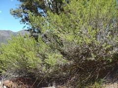 Aspalathus hirta hirta