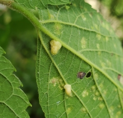 Celticecis pyriformis