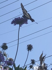 Papilio eurymedon