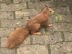 Sciurus vulgaris