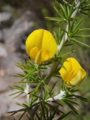 Aspalathus hirta hirta