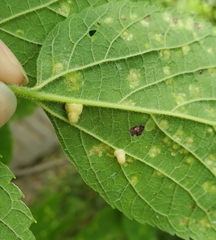 Celticecis pyriformis