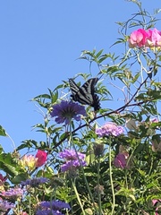 Papilio eurymedon