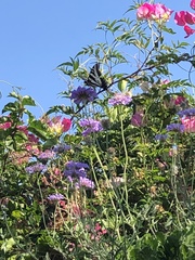 Papilio eurymedon