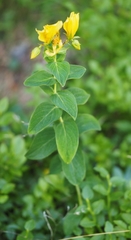 Hypericum richeri burseri