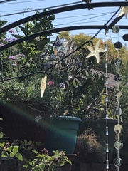 Papilio eurymedon
