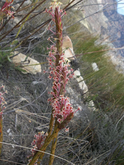 Struthiola macowanii
