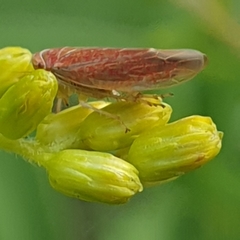 Idiodonus cruentatus