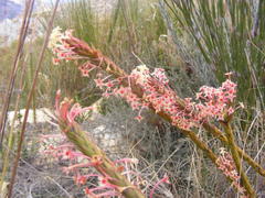Struthiola macowanii