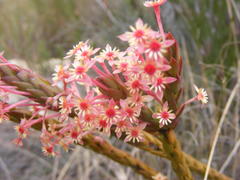 Struthiola macowanii