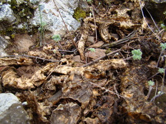 Pelargonium articulatum