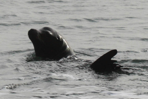 Zalophus californianus