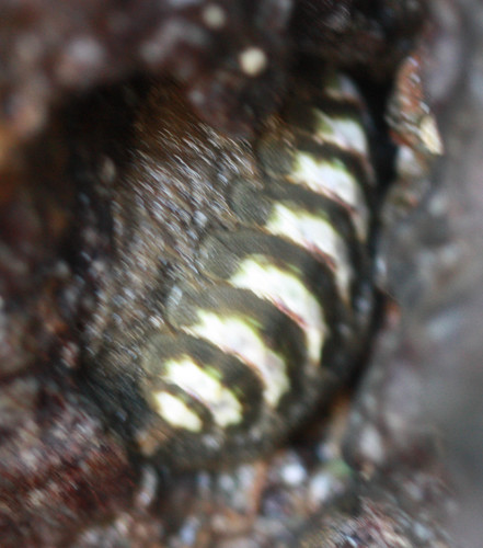 Polyplacophora