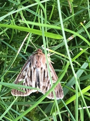 Cerapteryx graminis