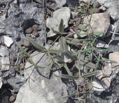 Boerhavia linearifolia