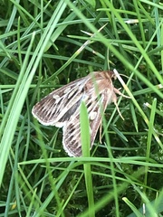 Cerapteryx graminis