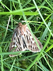 Cerapteryx graminis