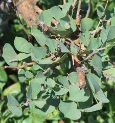 Erythrina acanthocarpa