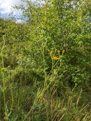 Jacobaea grandidentata