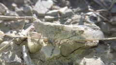 Sphingonotus caerulans