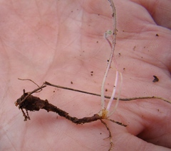 Pelargonium articulatum