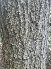 Quercus