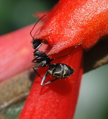 Camponotus cinctellus