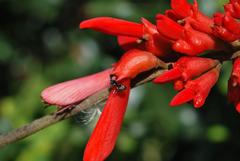 Camponotus cinctellus